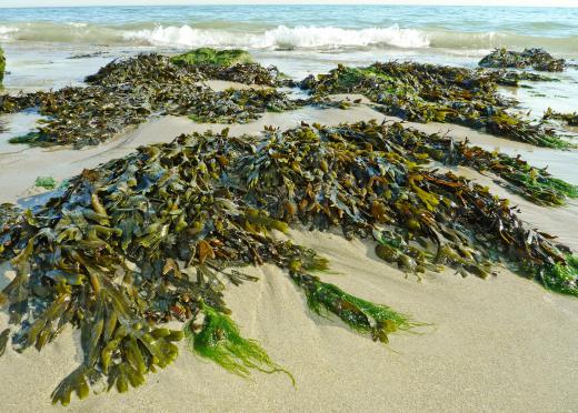 Seaweed wraps are a popular body wrap.