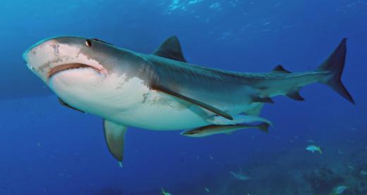 Squalene was discovered by a Japanese researcher who was studying disease resistance in sharks.