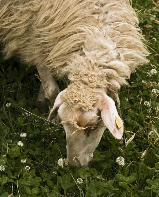 Lanolin is derived by the sebaceous glands of sheep and other woolly animals.