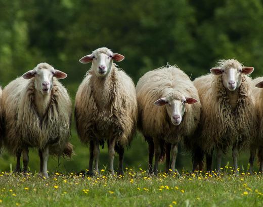 Sheep placentas are commonly used to produce placenta cream.