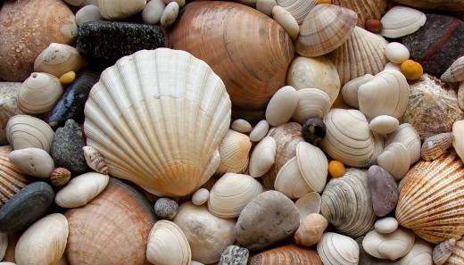 Jewelry can be made from things like seashells.