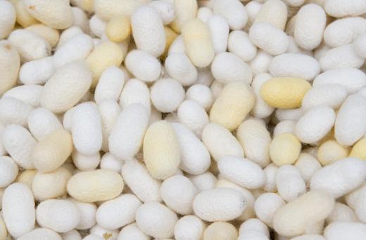 Silk cocoons, which can be used to make fabric.