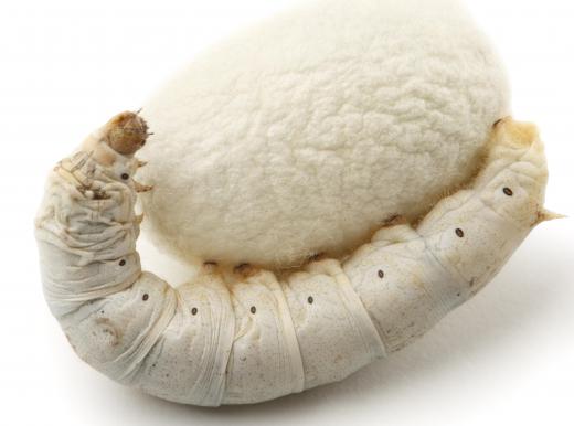 Real silk comes from the cocoon of the silkworm.