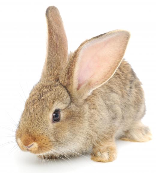 Rabbits may be used to create fur coats.