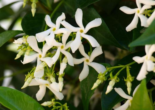 Oil scented with jasmine is a popular addition to bubble baths.