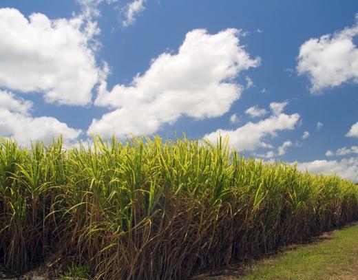 Dihydroxyacetone is created from sugar cane.