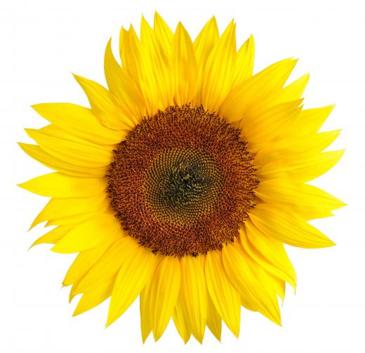 Sunflowers produce propolis.