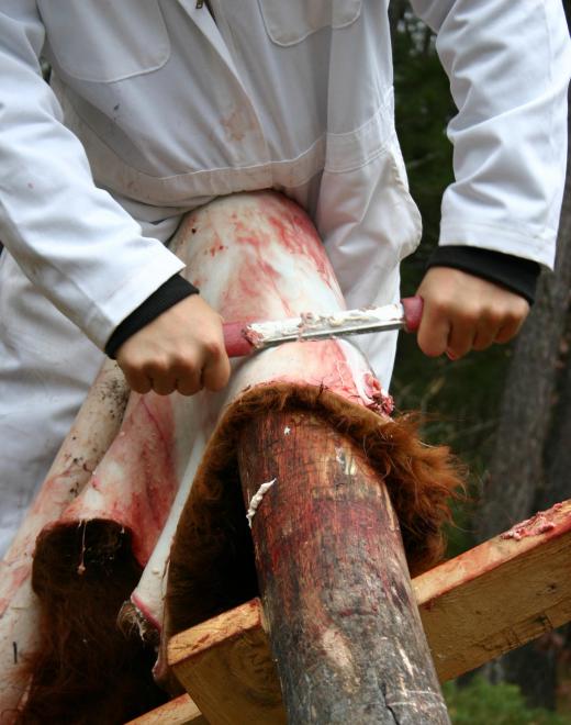 The first step in making leather is cleaning the hides and preparing them for tanning.