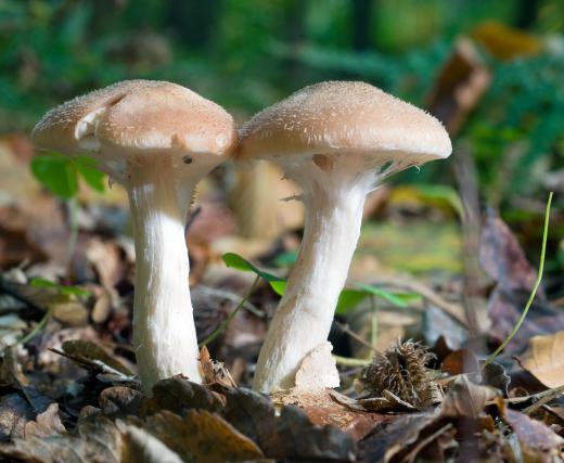 Kojic acid was discovered in mushrooms in Japan in 1989.