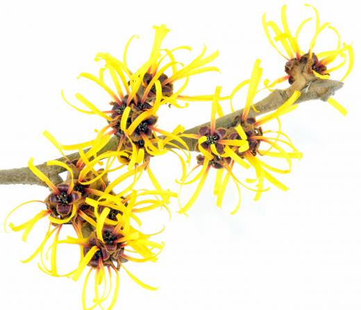 Alcohol-free aftershave products may use witch hazel as the astringent.